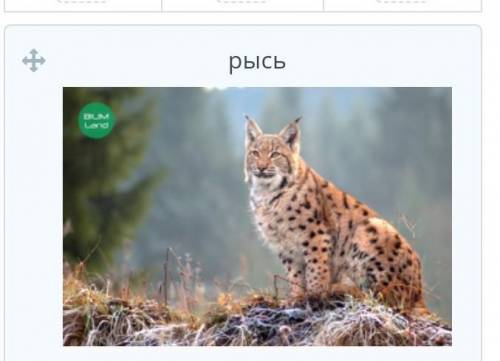 Чем питается рысь?ответ сделалаю лучшим​