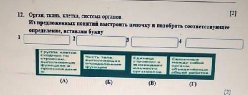 2. Орган, ткань, клетка, система органов. Из предложенных понятий выстроить цепочку и подобрать соот