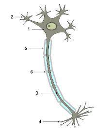 биология 8й класс Определите строение нейрона:1)аксон2)терминали аксона3)тело нейрона4)дендрит5)миел