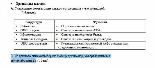 А) Установите соответствие между органоидом и его функцией. Структура Функция Рибосома Образование л