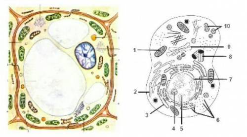 На рисунке показаны клетки растений и животного   Опишите сходство и отличия животной и растительной