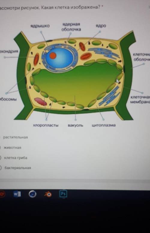 какая клетка на рисунке?1. растительная2. животная 3. клетка гриба4. бактериальная​