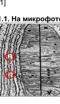 Митохондрий увеличен в 5000 раз. С измерения расстояния на рисунке от X до Y измерьте длину этого ор