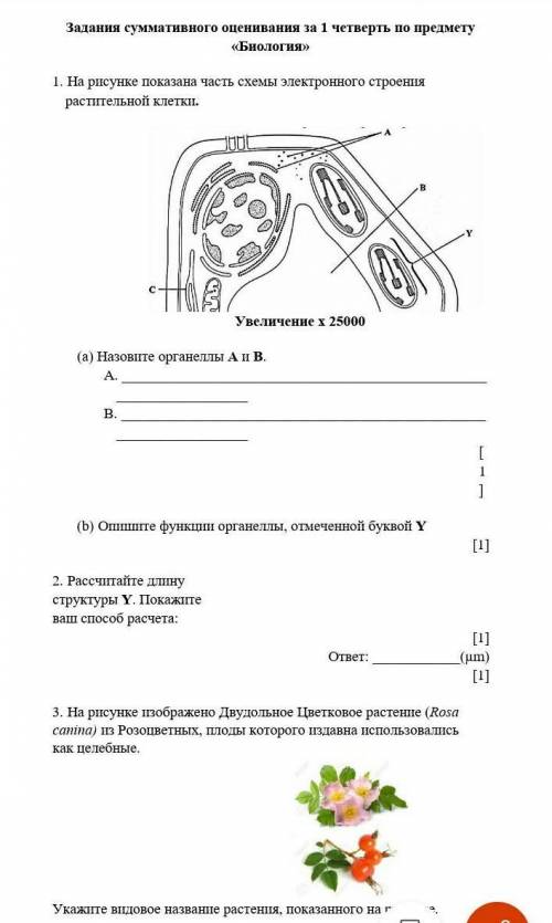 На рисунке показана часть схемы электронного строения растительной клетки.Увеличение х 25000(а) Назо