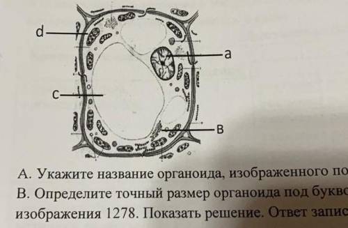 Укажите название органоида изображенного под буквой с ​