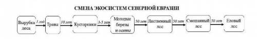 4.В северной лесной зоне Евразии произошла вырубка леса. В дальнейшем эту территорию последовательно