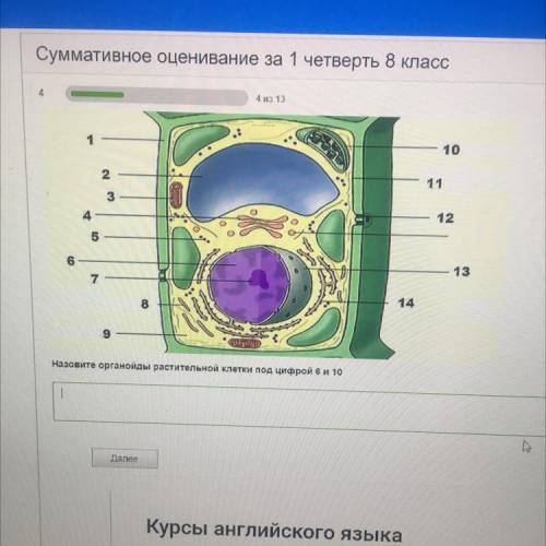 Назовите органоиды растительной клетки под цифрой 6 и