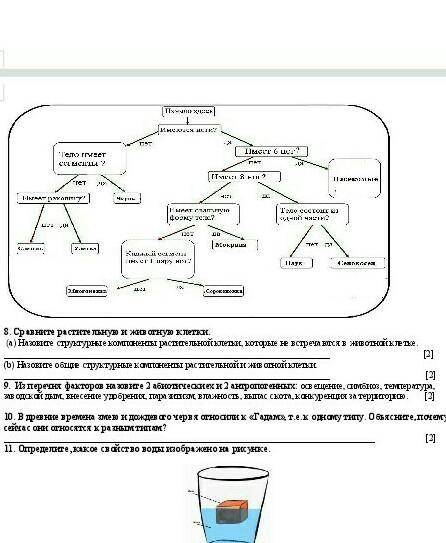 Сравните растительную и животную клетку​