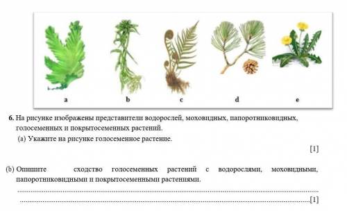 На рисунке изображены представители водорослей, моховидных, папоротниковидных, голосеменных и покрыт