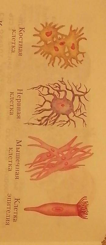 Рассмотрите разные клетки. Сравните. Что общего в их строении? Какие есть отличия? Как бы вы их объя