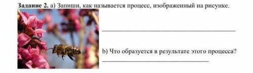 Зидание 2. 3) Запиши, как называется процесс, изображенный на рисунке. b) Что образуется в результат