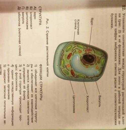 Установите соответствие между структурой растительной клетки и её функциями. за ответ. Кто напишет е