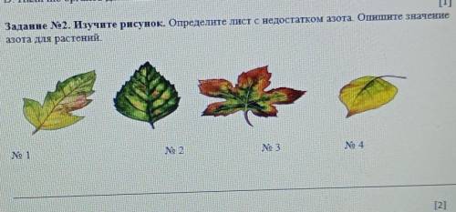 Задание No2. Изучите рисунок. Определите лист с недостатком азота. Опишите значение азота для растен