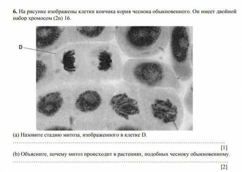 (a) Назовите стадию митоза, изображенного в клетке D. …………………………………………………………………………………………………... [1]