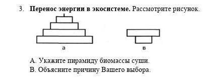 Укажите пирамиду биомассы суши объясните причину вашего выбора​