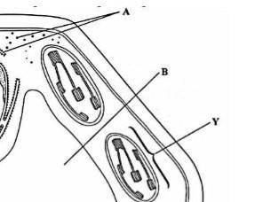 Опишите функции органелл отмеченной буквой Y​