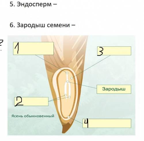 Что такое зародыш семени, и как заполнить схему строения семени?