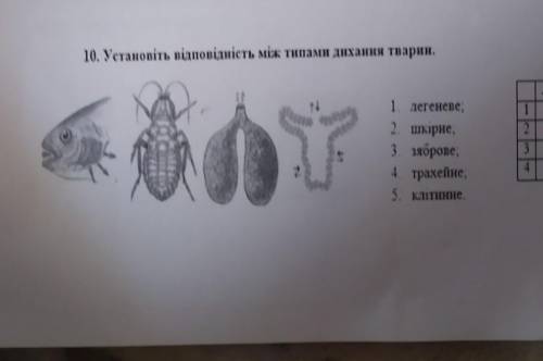 Установіть відповідність між типами дихання тварин​