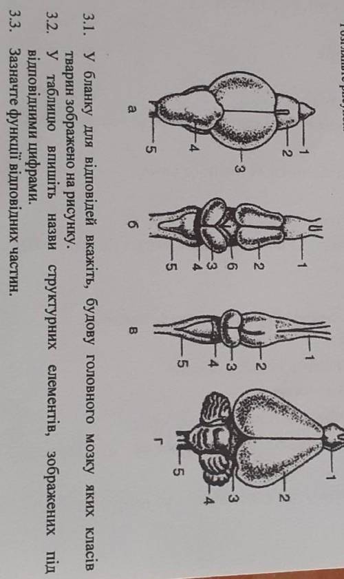 Будова головного мозку! До ть будь ласка ​