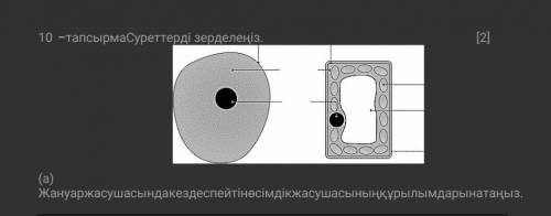 Суретті зерделеңіз көмектесіңдершіі тезіреек​