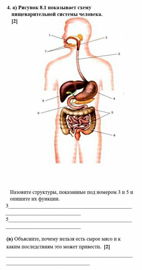 а) Рисунок 8.1 показывает схему пищеварительной системы человека.Назовите структуры, показанные под