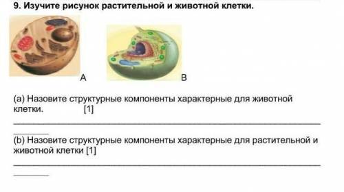 Изучите рисунок растительные и животные клетки ​