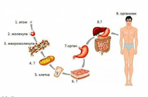 Определите на рисунке и запишите, что изображено под номерами 4,6,8​