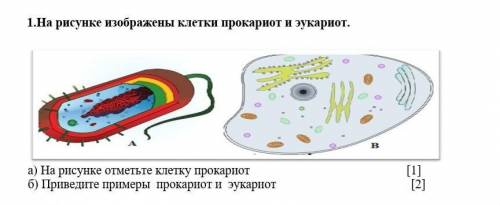 .На рисунке изображены клетки прокариот и эукариот. ​