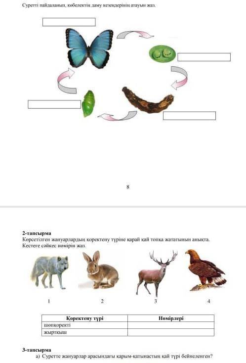 1-тапсырмаСуретп палиланып, көбелектің даму кезеңдерінің атауын жаз.​
