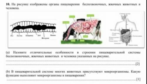 На рисунке изображены органы пищеварения безпозвоночных,жвачных животных и человека​