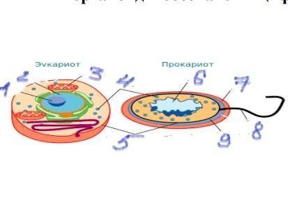 Задание 1. Рассмотри рисунок «Строение прокариотической и эукариотической клетки». Какие органоиды о