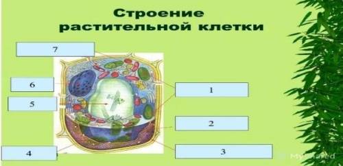 На рисунке показано строение растительной клетки. А) Назовите органеллы 1,2,3,4,5,6,7В) Опишите функ