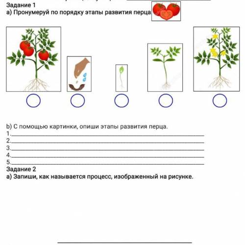 1 вариант Задание 1 а) Пронумеруй по порядку этапы развития перца а) 6 b) С картинки, опиши этапы ра