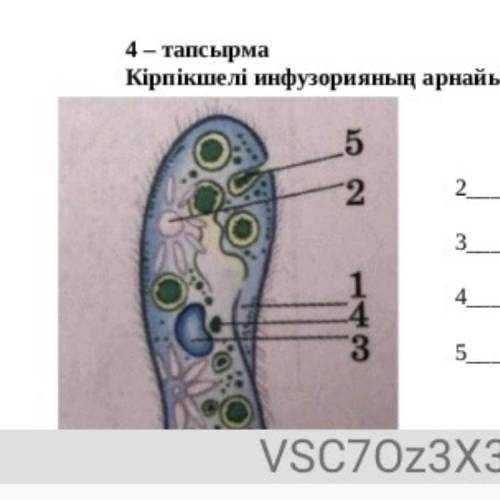 Кірпікшелі инфузорияның арнайы қызмет атқаратын органиодтарын жаз