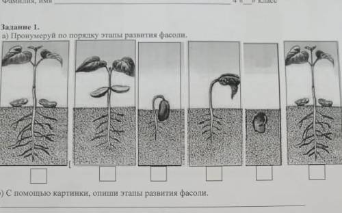 Пронумеруй по порядки развития фасоли