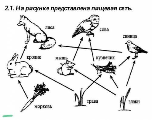 2.1. На рисунке представлена пищевая сеть. А) Назовите продуцент из данной пищевой сети.  (1)В) Сост