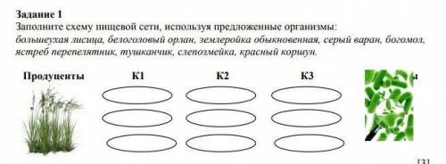 заполните схему пищевой сети используя предложенные организмы большеухая лисица белоголовый орлан зе