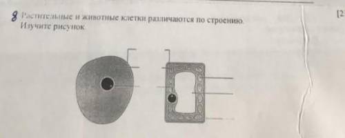 Растительные и животные клетки различаются по строение. ​