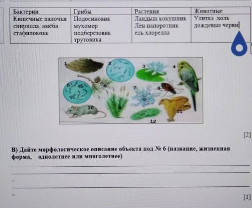 Дайте морфологическое описание объектов под номером шесть название жизненная форма однолетние и мног