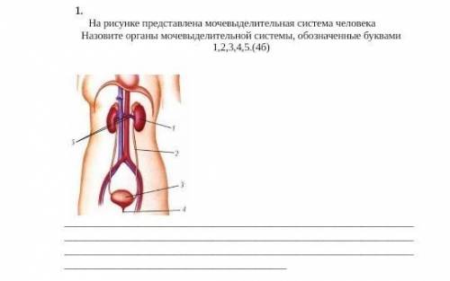 На рисунке представлена мочевыделительная система человека Назовите органы мочевыделительной системы