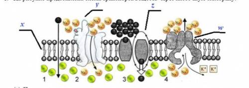 На рисунке представлена схема транспорта веществ через клеточную мембрану. схема транспорта веществ