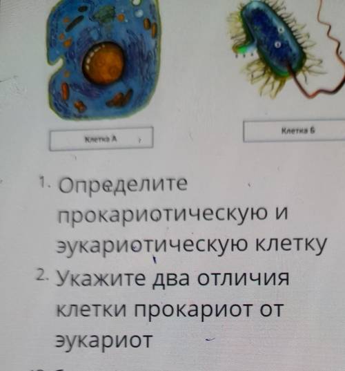 Изучите рисунки представленные ниже.Клетка АКлетка1. Определитепрокариотическую иэукариотическую кле