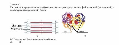 10. Задание 1 Рассмотрите предложенные изображения, на которых представлены фибриллярный (нитевидный