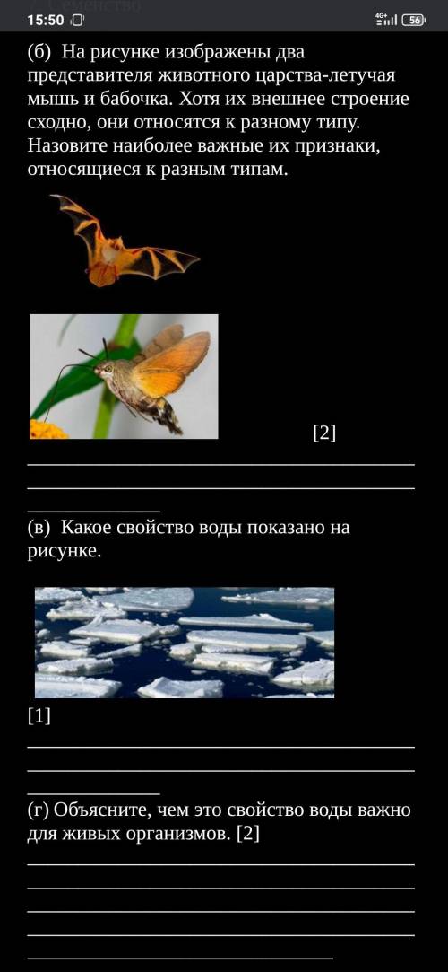 На рисунке изображены два представителя животного царства-летучая мышь и бабочка. Хотя их внешнее ст