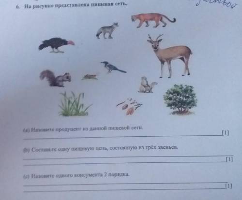 6. На рисунке представлена пищевая сеть. А.ес24Назовите продуцент из данной пищевой сети.​