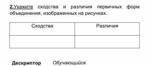 Укажите сходство и различие первичных форм обьединение изображеных на рисунках​