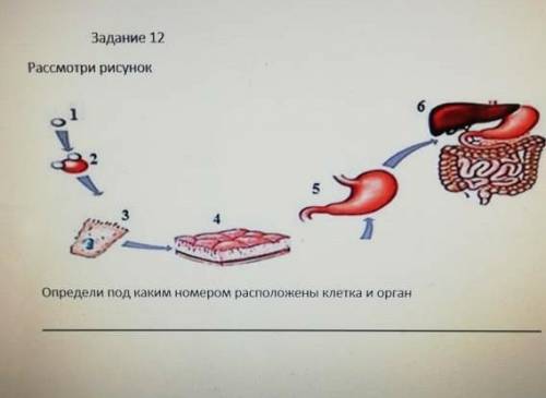 Задание 12 Рассмотри рисунокОпредели под каким номером расположены клетка и орган ПОДПИШУСЬ​