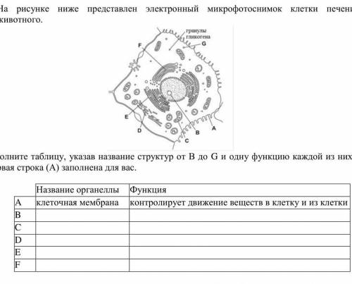 сор по биологии #2 ЕМН​