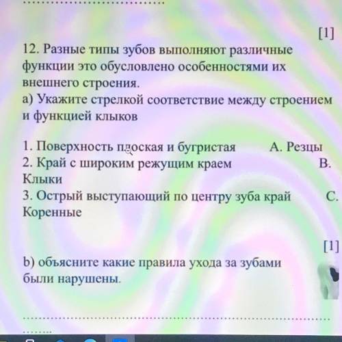 Разные типы зубов выполняют различные функции это обусловлено особенностями их внешнего строения. а)