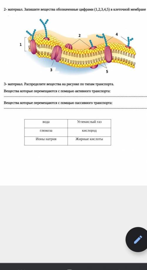 Запишите вещества обозначенные цифрами (1,2,3,4,5) в клеточной мембране​